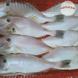 Cá bò da đặc sản Nha Trang